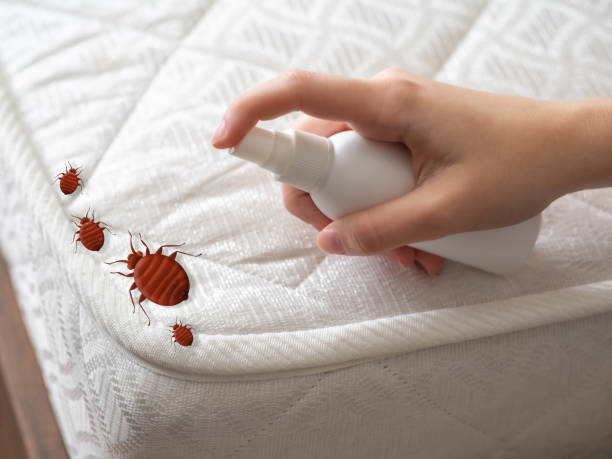 Reliable Matheny, CA Pest Control Solutions